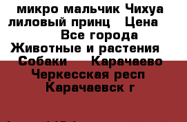 микро мальчик Чихуа лиловый принц › Цена ­ 90 - Все города Животные и растения » Собаки   . Карачаево-Черкесская респ.,Карачаевск г.